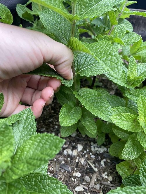 Peppermint Herbs That Love Pinching