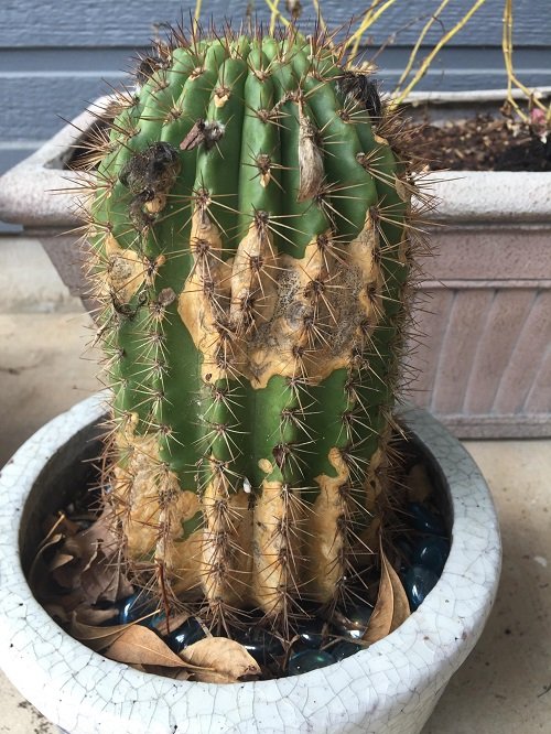 Cactus Corking due to pesticides
