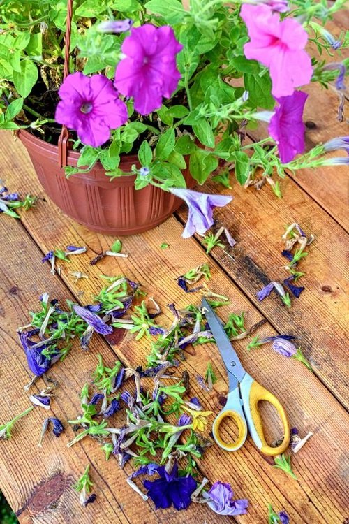Petunias Plant cuttings for More Bloom