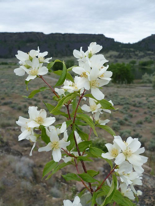 Mock orange plant Grow From Softwood Cuttings 67