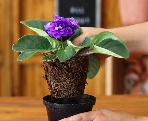 Root bound plant Tricks to Force African Violet to Bloom