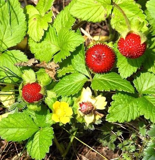 top Berries Having a Strawberry Appearance