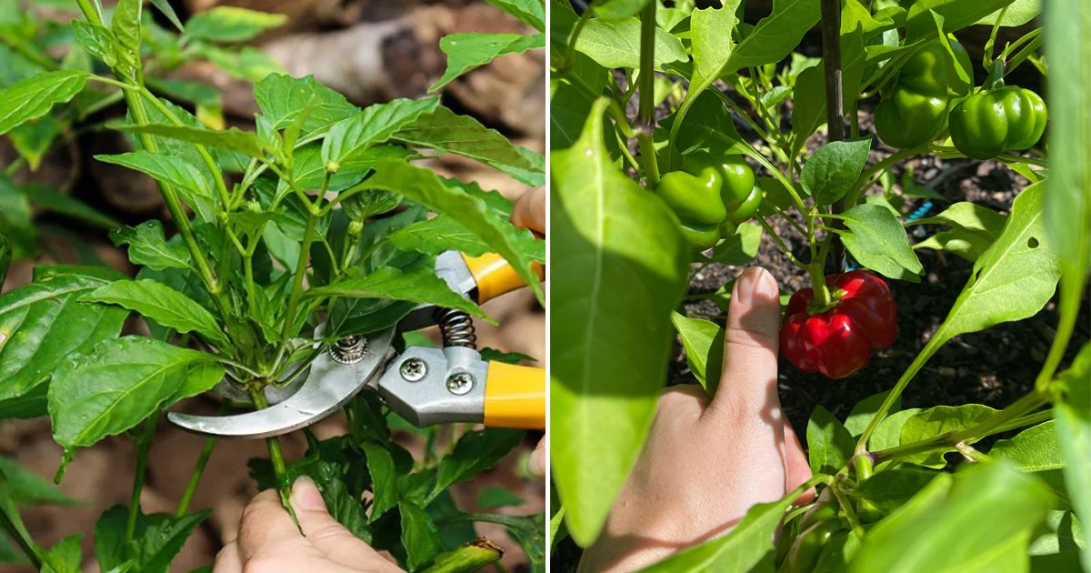 Prune Pepper Plants This Way for Maximum Harvest | Balcony Garden Web
