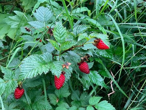  Strawberries like berries in garden 