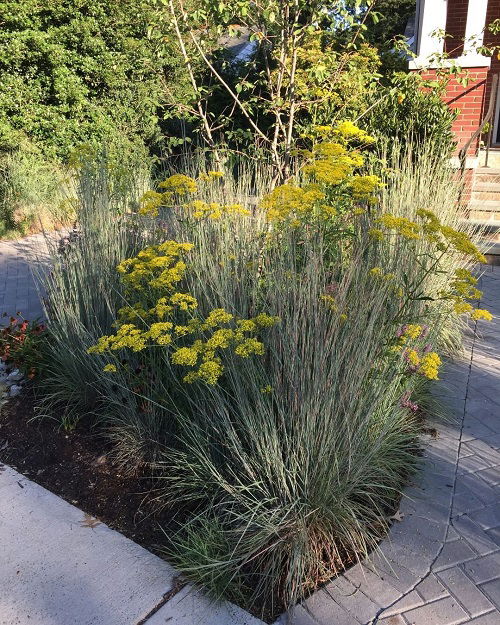 Grasses that Attract Butterflies