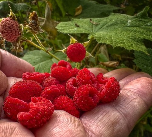 Amazing Berries that Look Like Strawberries