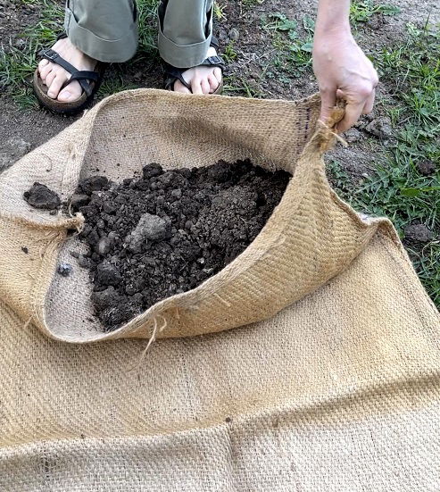 Grow Sweet Potatoes in Sacks and Bags 45