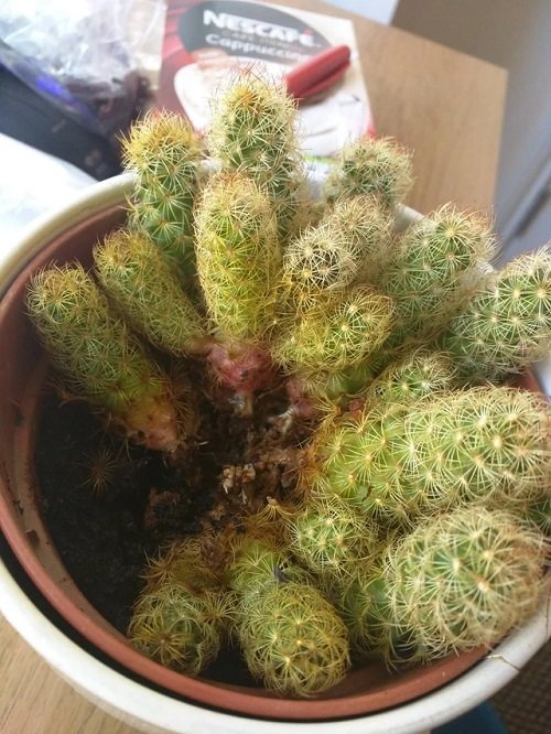 Cactus Corking due to pest and diseases