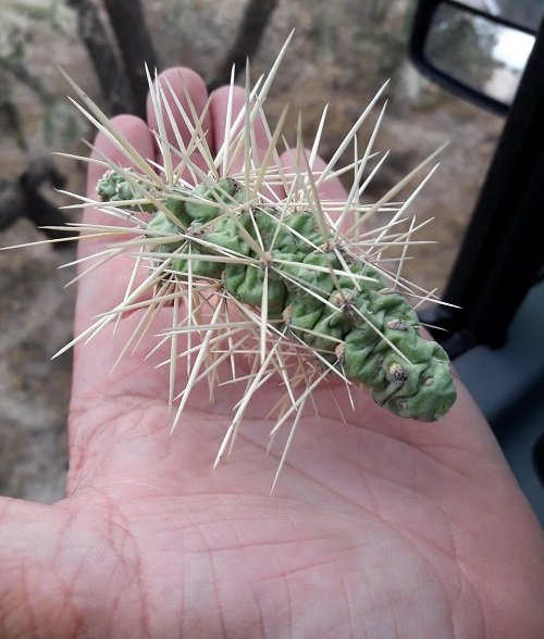 cactus needles to dissolve