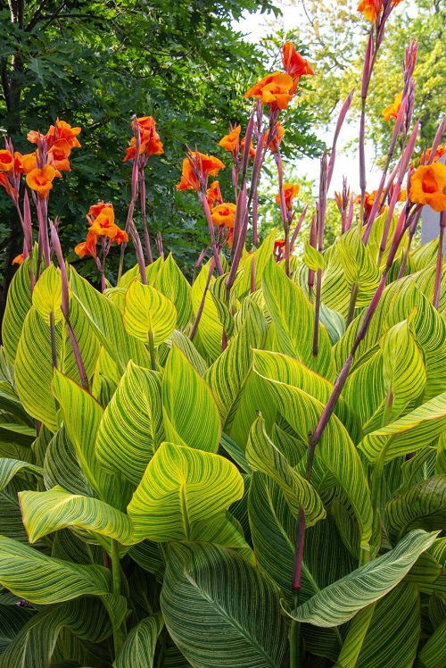 Tall Perennials