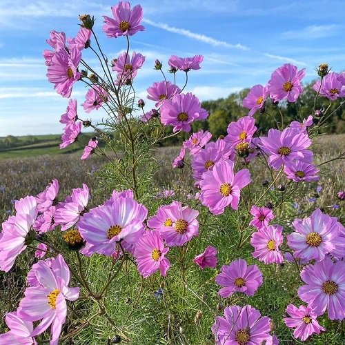 Cosmos Flower Meaning 54