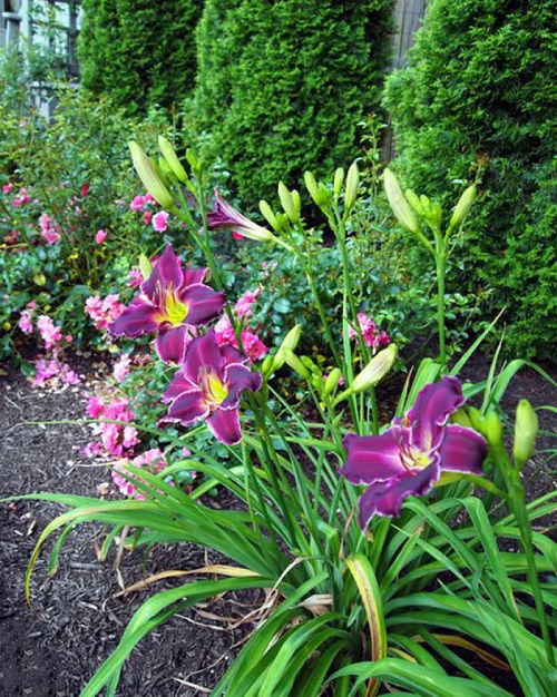 beautiful way to landscape daylily flowers 