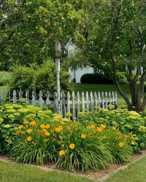 how to plant daylily in decorative way