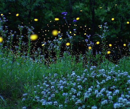 Plants that Attract Fireflies