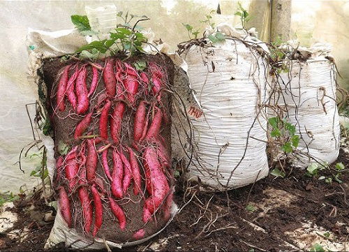 Growing Sweet Potatoes in Sacks 