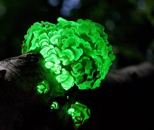 Dark-Glowing Mushrooms 54
