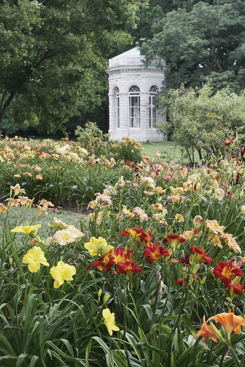 arranging daylily flowers in garden 5