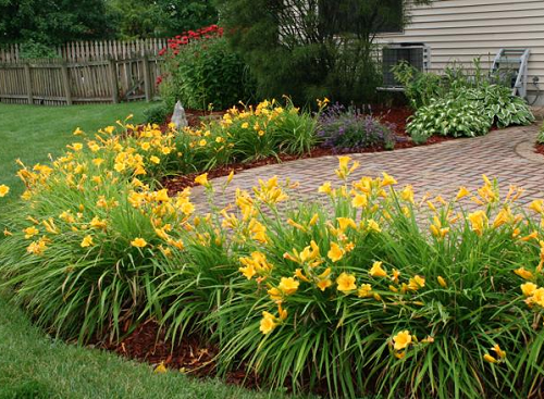 popular daylily landscaping ideas 