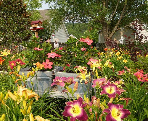 popular daylily landscaping ideas 