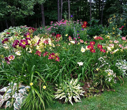 beautiful way to landscape daylily flowers 2