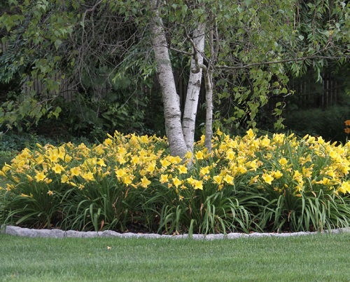 beautiful way to landscape daylily flowers 4