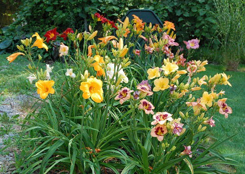 how to plant daylily in decorative way