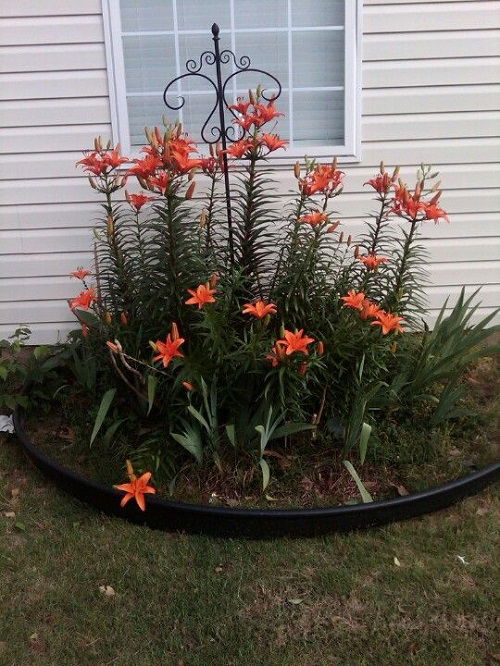 Popular landscaping ideas with daylilies 4