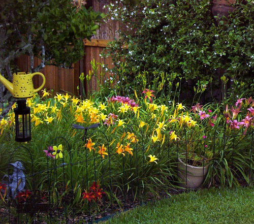 arranging daylily flowers in garden 2