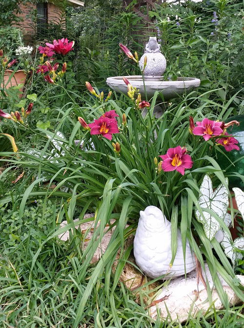 arranging daylily flowers in garden 3