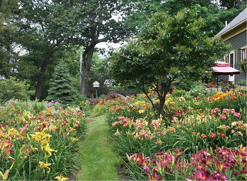 arranging daylily flowers in garden 1