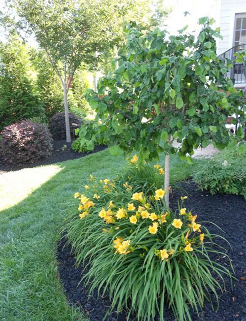 popular daylily landscaping ideas 