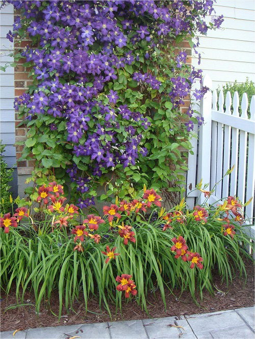 beautiful way to landscape daylily flowers 5