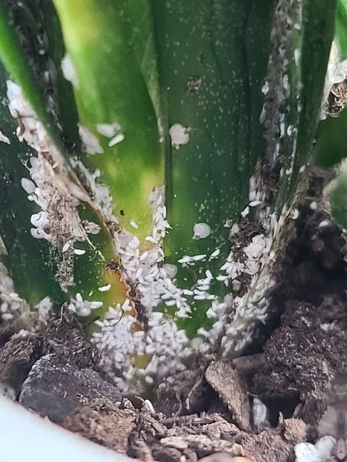 Snake Plant Bugs in pot 