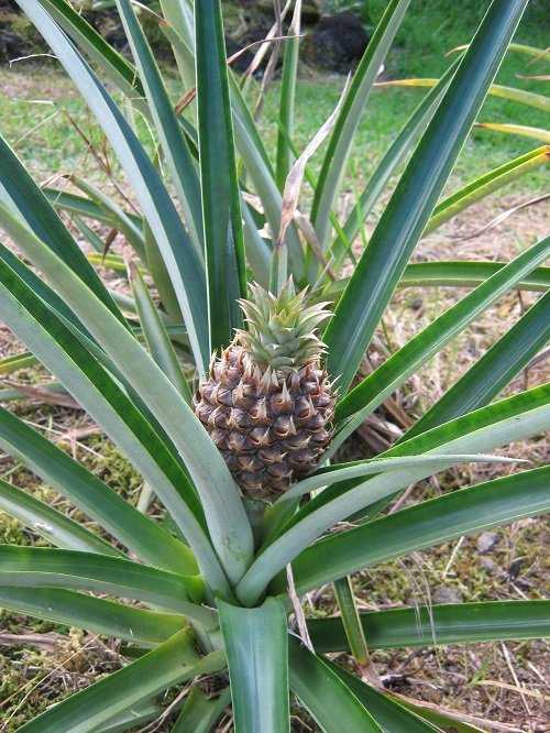 Pineapple Fruits that Grow from Cuttings
