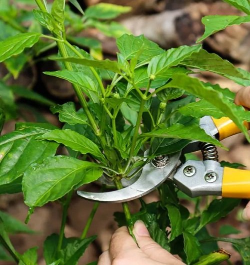 tricks to Prune Pepper Plants