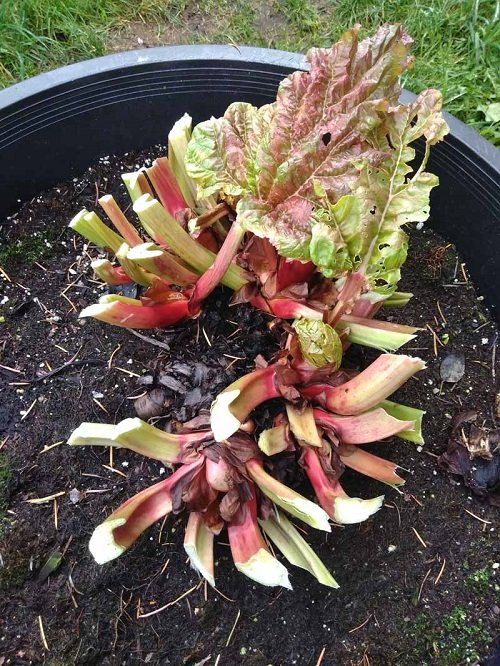 Rhuberb Fruits that Grow from Cuttings 67