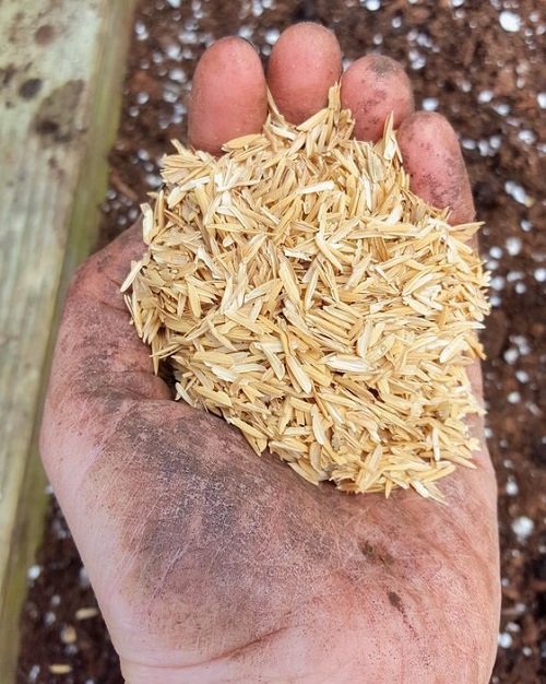 Overwintering Plants with rice hulls