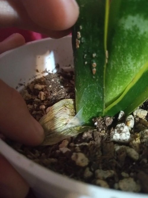 Snake Plant Bugs You Should Be Aware Of