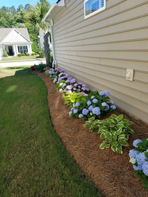 hydrangeas and hostas in garden 2