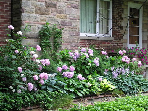 hydrangeas and hostas in garden 5