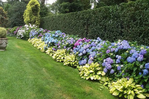 hydrangea and hosta privacy hedge