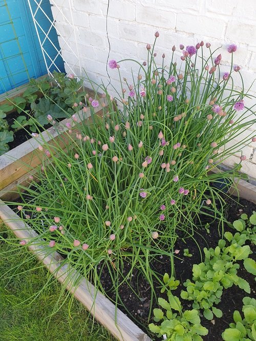 chives growing in garden bed