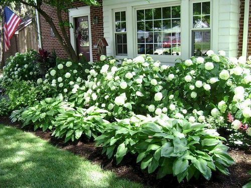 White Hydrangea and Hosta arrangement