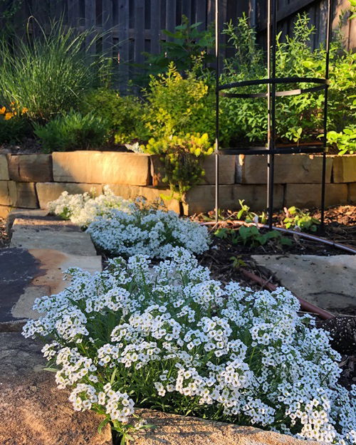 best Self Seeding Flowers 