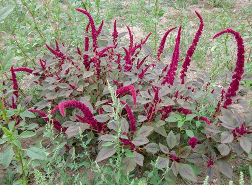 Amazing Self Seeding Flowers 