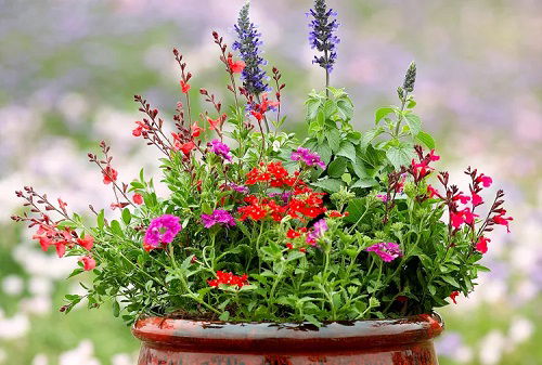 Flower combinations to attract pollinators 5