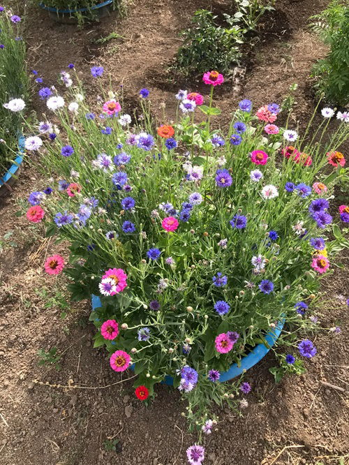 beautiful Self Seeding Flowers 