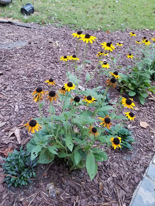 Self Seeding Flowers