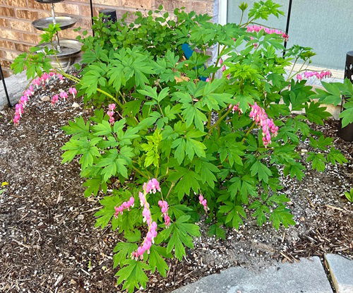 top beautiful Self Seeding Flowers 