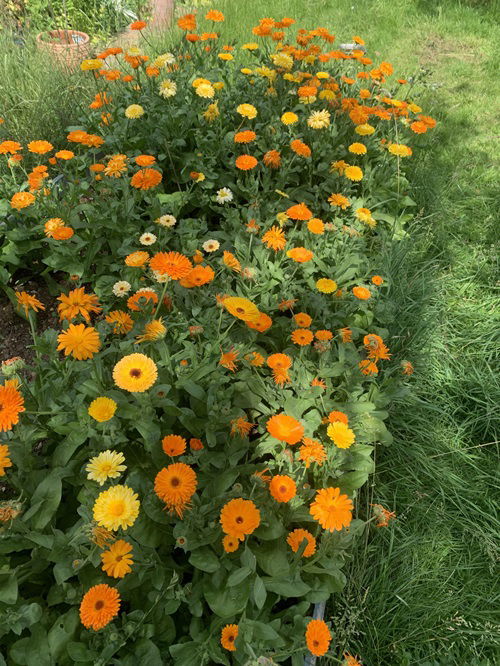 top best Self Seeding Flowers